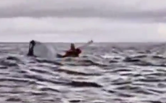 Blurry video of a humpback whale and a kayaker.