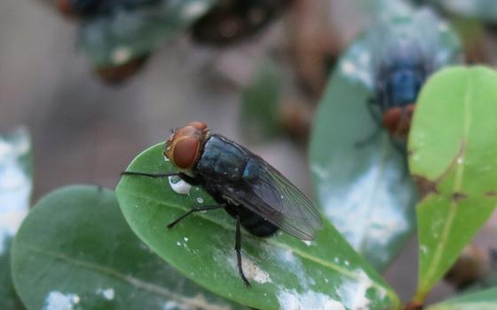 A fly sits on a green leaf.