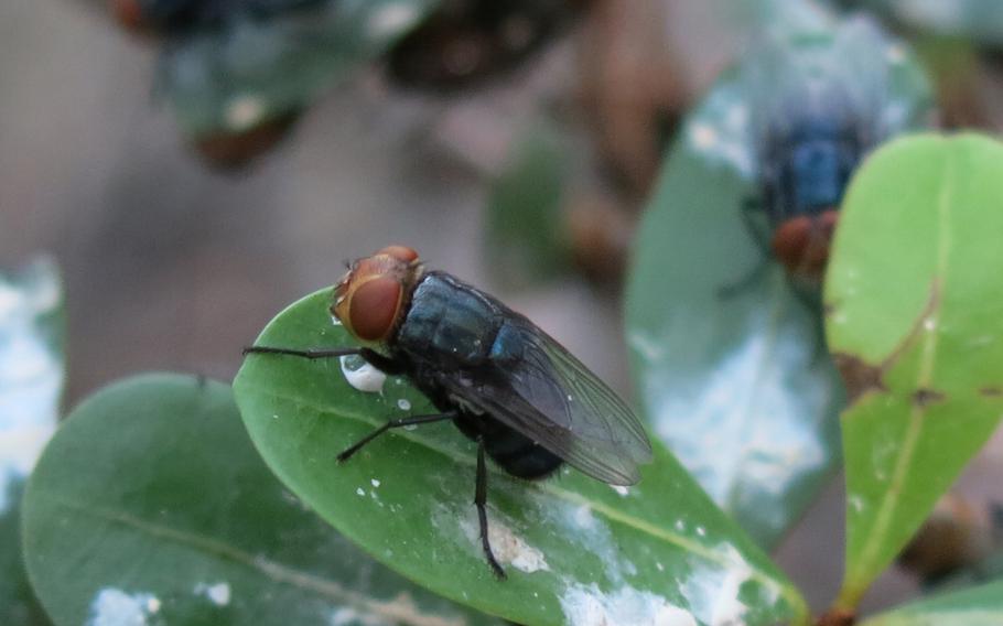 A fly sits on a green leaf.