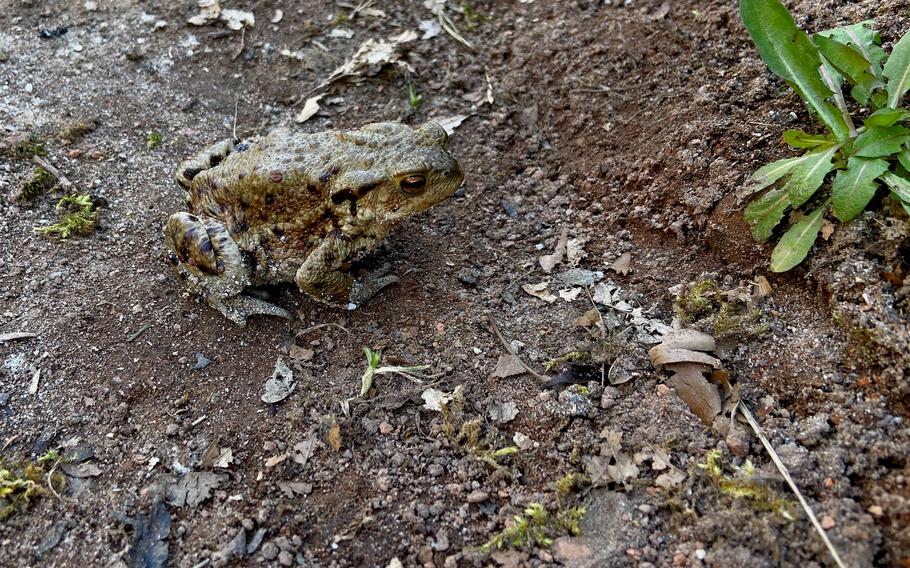 A frog is seen in March 2021 nearthe Bärenloch swimming spot in Kindsbach, Germany. The name means "the bear hole," but bears have long since disappeared from the surrounding forest.