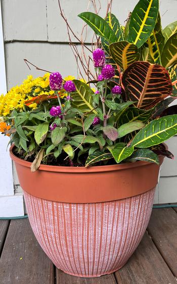 Plants growing in a container. 