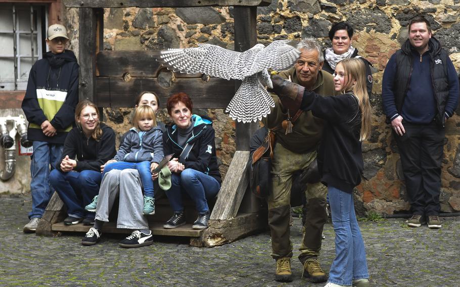 A black and white-feathered falcon with its wings outstretched on a heavy leather glove held by a young girl as spectators watch.