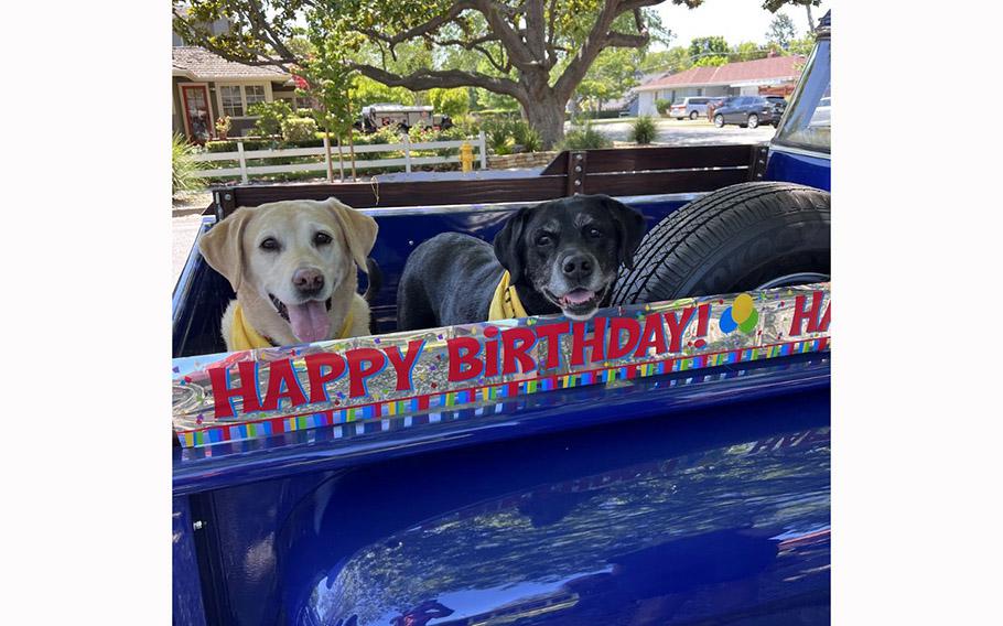 In addition to bringing dogs to the parade, people also brought classic cars, since Robert Moore is a fan of old-fashioned vehicles. 