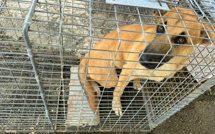 A dog with a tan colored coat sits in a metal cage.