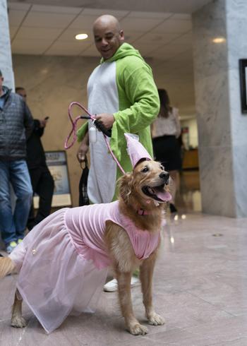 A golden retriever belonging to a lobbyist from the Wine & Spirits Wholesalers of America was dressed as a medieval princess. 