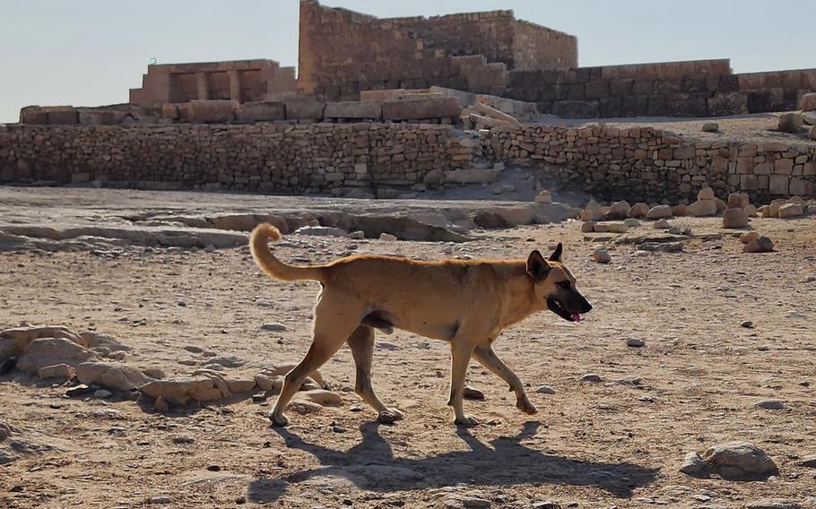 Apollo the dog roams around Giza, Egypt.