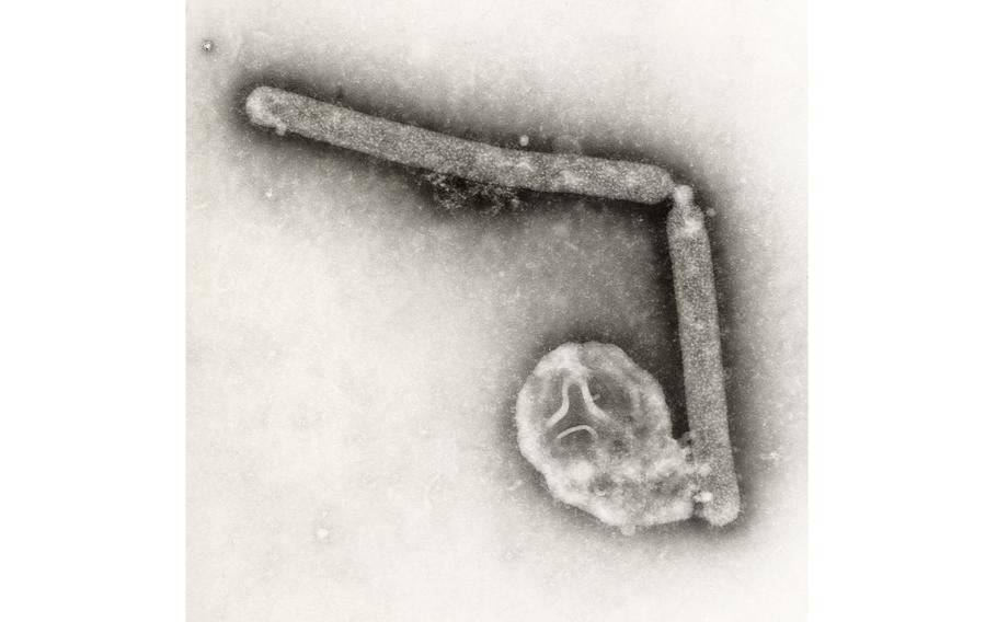 This electron microscopic images shows two Influenza A (H5N1) virions