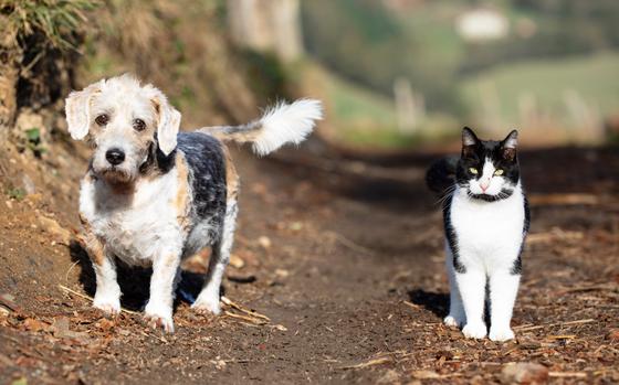 Dog and cat looking at camera and standing on forest ground.