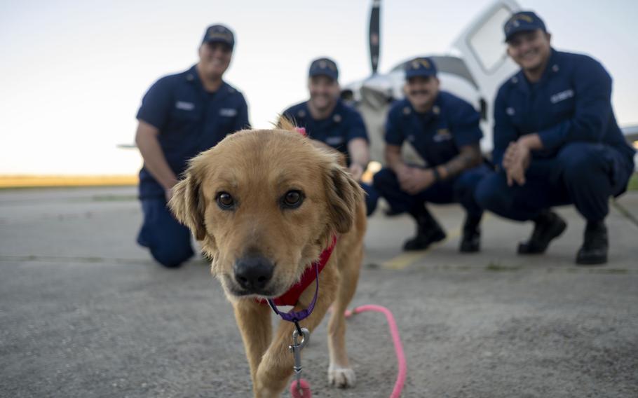 Four service members crouch down and smile as they train a puppy