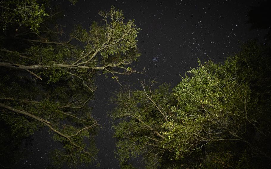 A starry-night sky seen through some trees. 