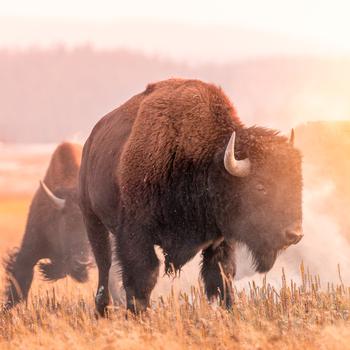 Bison in Grand Teton National Park. 