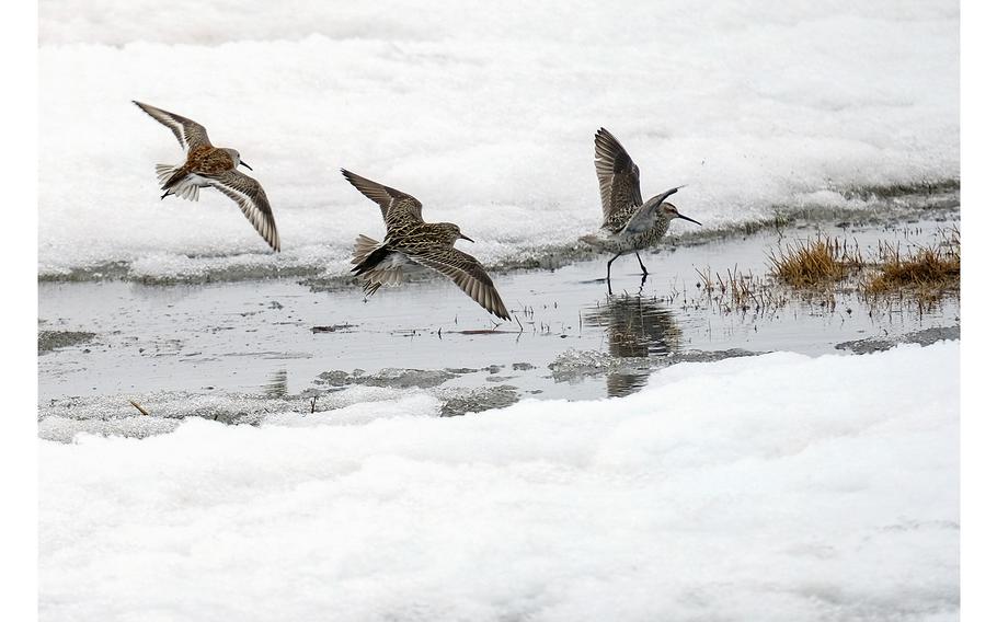 A dunlin and sandpipers search for food near Teshekpuk Lake in North Slope Borough, Alaska.