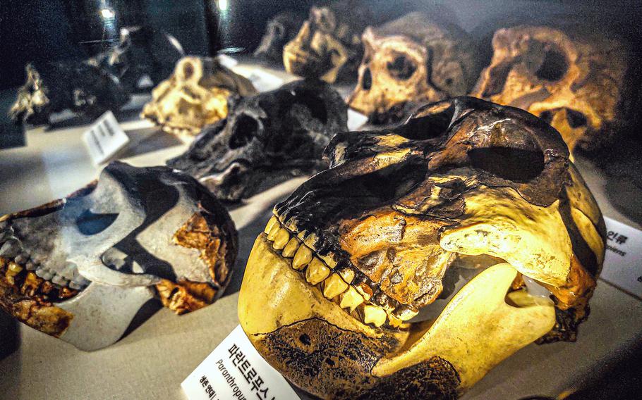 Animal skull fossils on display inside a glass case in a museum.