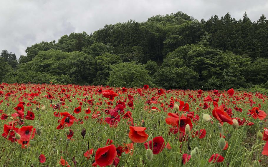 A poppy field in Chichibu, Saitama prefecture, Japan, blooms in May about 90 minutes north of Yokota Air Base.