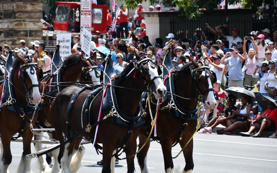 The famous Budweiser Clydesdales trot along the parade route in for the Fourth of July in Washington, D.C., July 4, 2024.