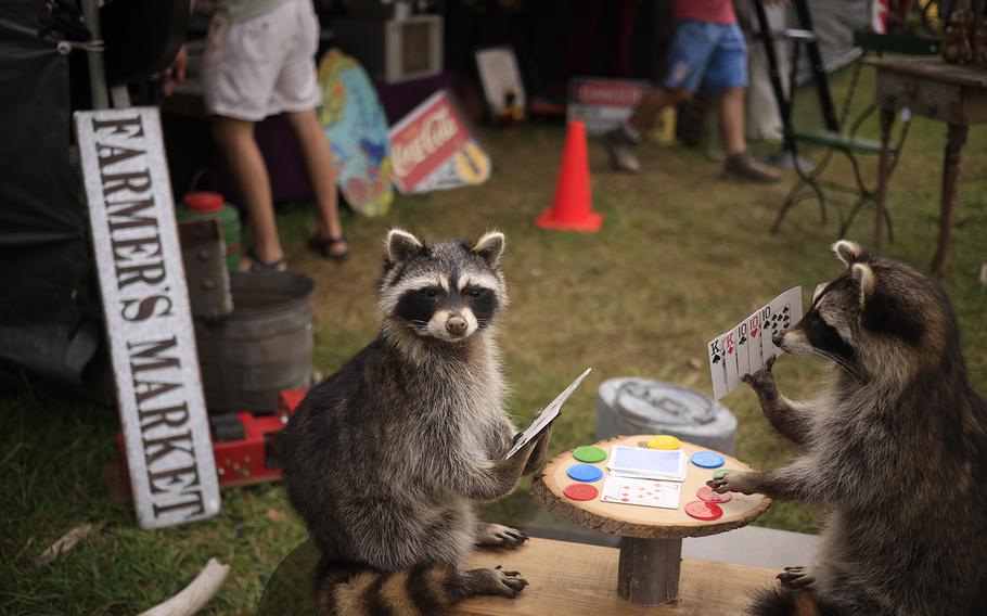 A taxidermy raccoon poker game for sale during the U.S. 127 Yard Sale on Aug. 1 in Walden, Tenn.