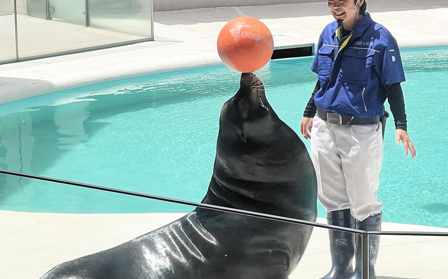 A sea lion performs an iconic trick at Miyajima Public Aquarium near Hiroshima, Japan. 