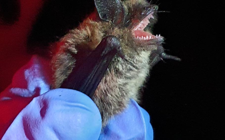 An eastern small-footed bat being held on a few fingers.