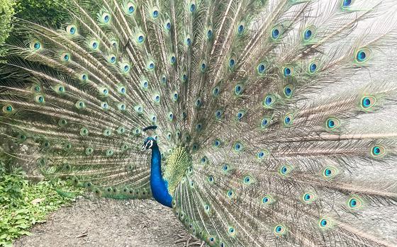 A peacock roams free at Izu Shaboten Zoo in Ito, Japan.  