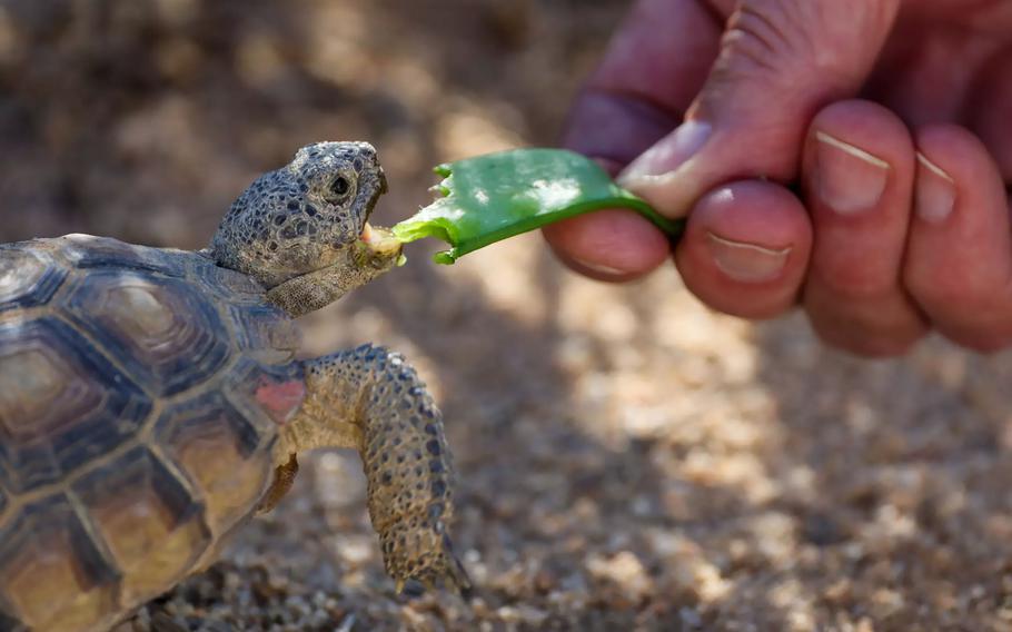 A hand holds food for a tortoise to eat at Twentynine Palms.