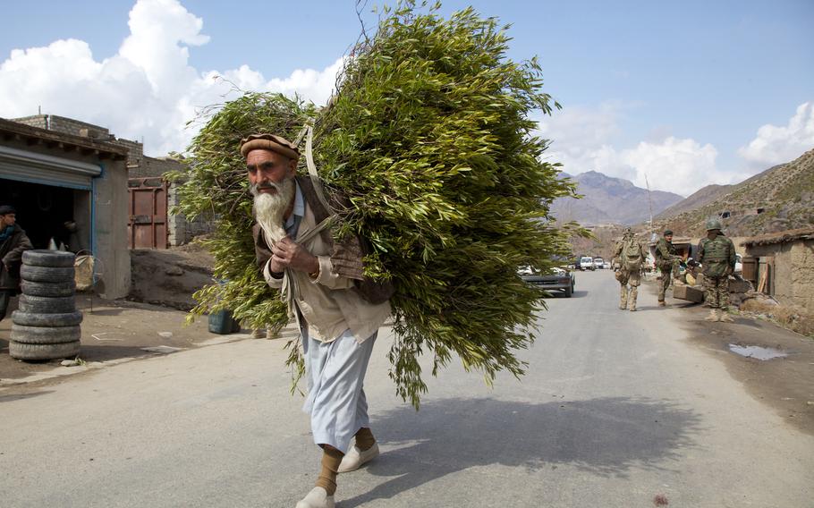 An Afghan man carries a bundle of brush on his back as he walks on a road past soldier in camouflage uniforms.