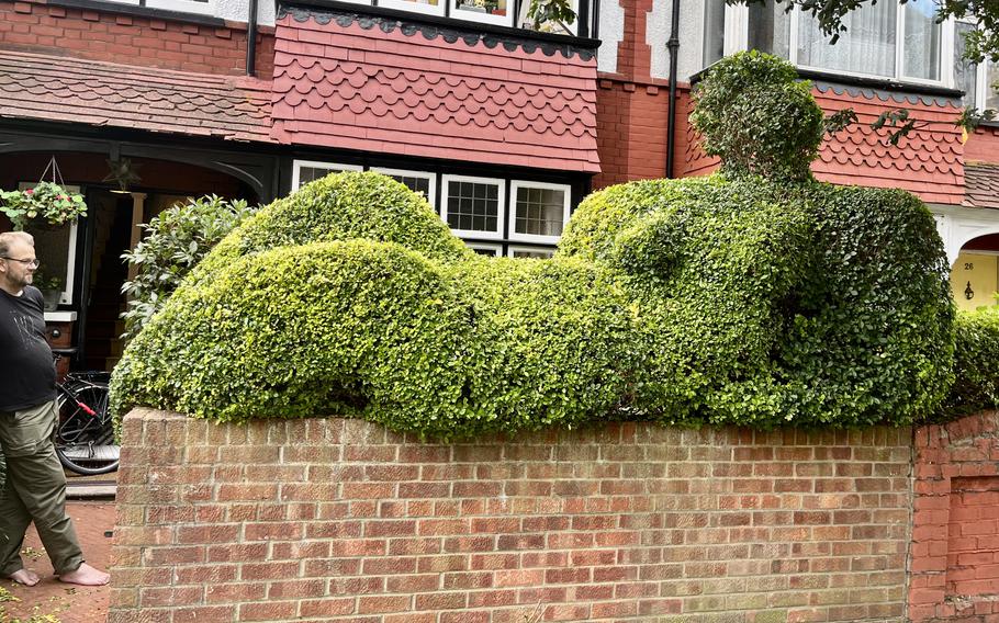 Tim Bushe’s latest hedge design is a reclining nude woman, in a style after famed British sculptor Henry Moore. “He’s one of my favorite sculptors,” Bushe said. 