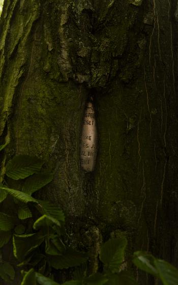 The plaque remembering an American World War II service member who was killed after parachuting out of his plane peeks through a tree in Sanov, Czech Republic, on Sept. 1, 2024.