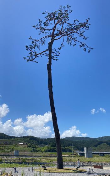 A pine tree with sparse branches, seen from below, stands against a blue sky backdrop with wooded hills in the background.