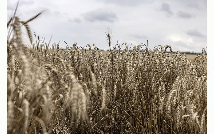 Wheat ready for harvest on Anatoliy Artemenko’s farm, in Ukraine’s Odesa region, on July 26, 2023. 