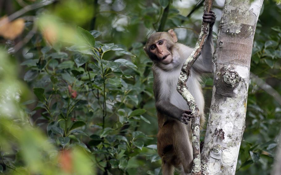 A monkey clings to a tree.