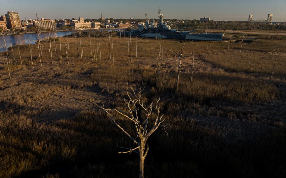 A ghost forest of trees killed by salt water intrusion at the USS North Carolina Battleship National Historic Site.