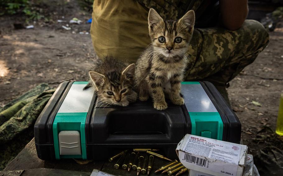 Russian kittens sit on Ukrainian ammunition boxes at a Ukrainian military position in Kursk Region.