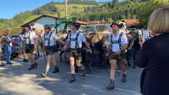 Four men walking in front of cows on road