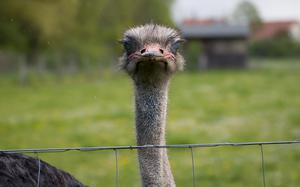 An ostrich looks over a fence in a grassy field on a farm in Germany.