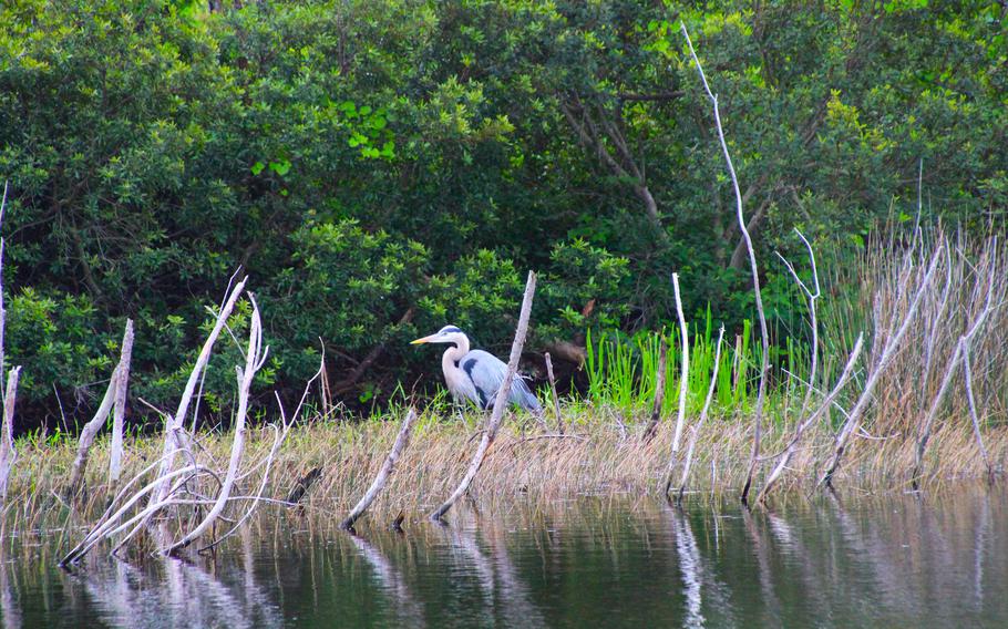 Almost 300 species of birds have been spotted at St. George Island State Park, including the great blue heron. 