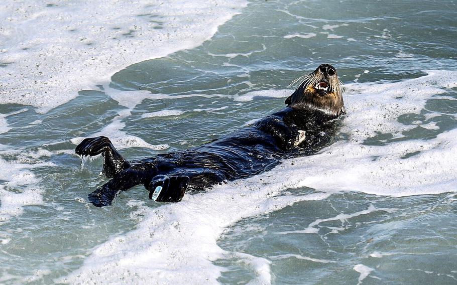 A sea otter that has been attacking and terrorizing surfers along the Santa Cruz coastline is seen on July 13, 2023. 