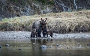 A bear with her cubs in Grand Teton National Park.