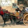 HED: Trotting along, 2002

Kandahar, Afghanistan, Feb. 28, 2002: Horse power is a common source of transportation in Kandahar, Afghanistan. 

META TAGS: Operation Enduring Freedom; Afghanistan; Wars on Terror; street scene; Afghan; village