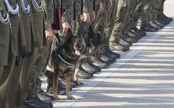 Polish army dogs and their handlers are seen during a ceremony in Nowy Dwor Mazowiecki, Poland, Friday, Sept. 6, 2024.  (AP Photo/Czarek Sokolowski)