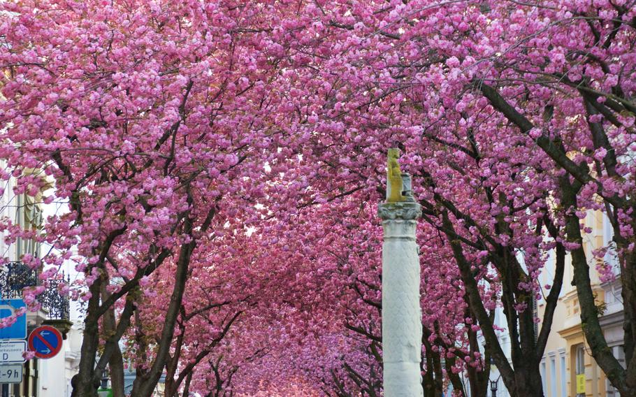 Blossom festivals will soon bust out all over Europe
