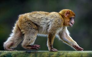 A Japanese macaque, a small primate, crawls along a tree branch.