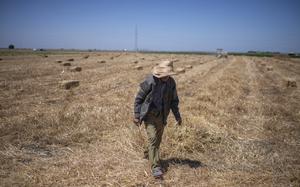 A farmer works in a wheat field on the outskirts of Kenitra, Morocco, Friday, June 21, 2024. Golden fields of wheat no longer produce the bounty they once did in Morocco. A six-year drought has imperiled the country's entire agriculture sector, including farmers who grow cereals and grains used to feed humans and animals. 