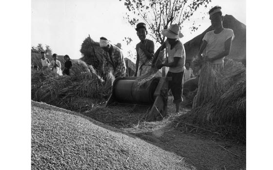 Somewhere in South Korea, October 1960: South Korean rice farmers use a foot-operated treadle thresher to separate the rice grains from the straw. Rice cultivation has a long history in Korea with remains of rice dating back to 2000 B.C. excavated in Kimpo.

Looking for Stars and Stripes’ historic coverage? Subscribe to Stars and Stripes’ historic newspaper archive! We have digitized our 1948-1999 European and Pacific editions, as well as several of our WWII editions and made them available online through https://starsandstripes.newspaperarchive.com/

META TAGS: South Korea; agriculture; rice cultivation; Korean culture; food production