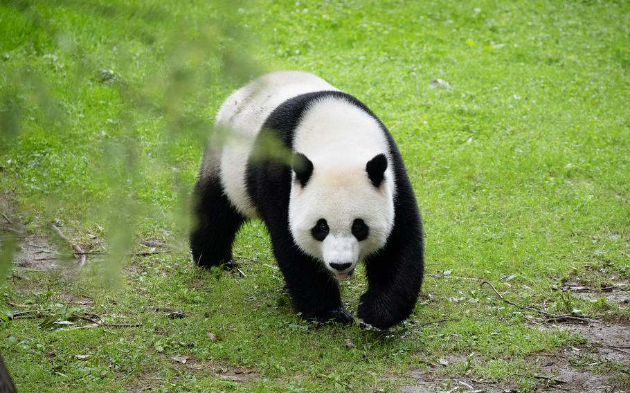 Giant pandas Tian Tian, pictured, and Mei Xiang have enchanted visitors for years at the National Zoo. They have a 3-year-old son, Xiao Qi Ji. All three pandas will head back to China by Dec. 7, 2023.