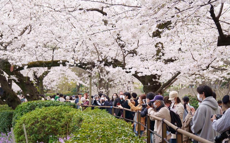People enjoy the blooming sakura at Chidorigafuchi Park near the Imperial Palace in Tokyo in March 2022.