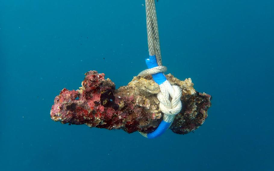 An undetonated explosive from World War Two underwater.