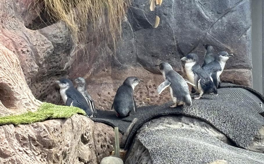 Rescued penguins hang out at the International Antarctic Center in Christchurch, New Zealand. 