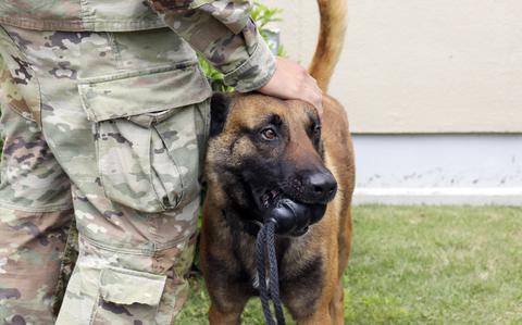 Quick thinking, fast action save military working dog’s life at Army ...