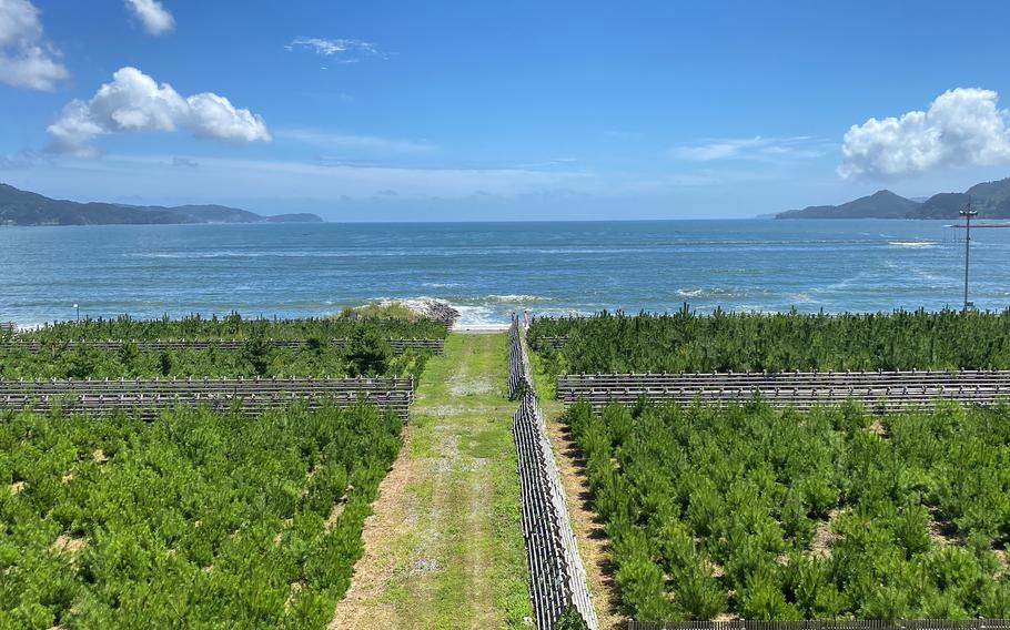 A grass path, seen from above, cuts through rows on trees as it leads to the sea, with the horizon in the background.