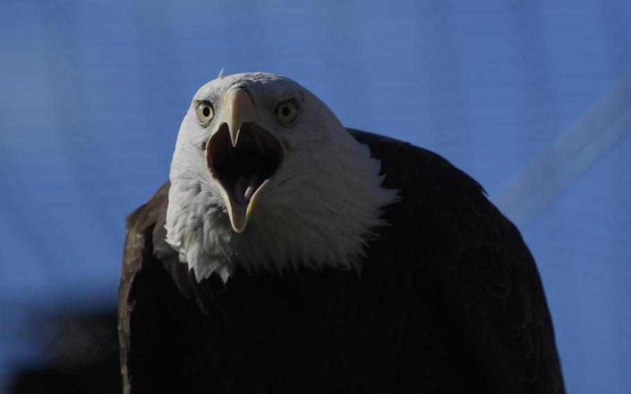 A bald eagle named Freedom perches on a branch.